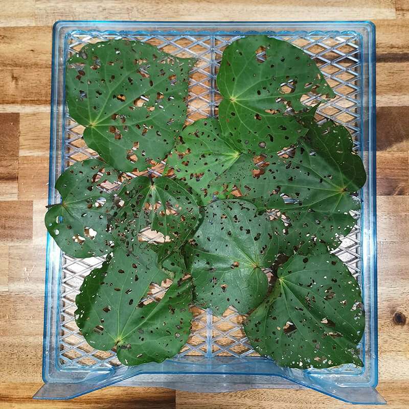 Kawakawa ready for the dehydrator Kawakawa ready for the dehydrator